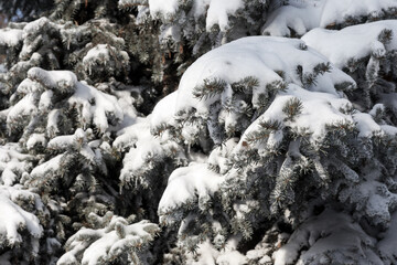 Winter snowy pine Christmas tree scene. Fir branches covered with hoar frost Wonderland. Winter is...