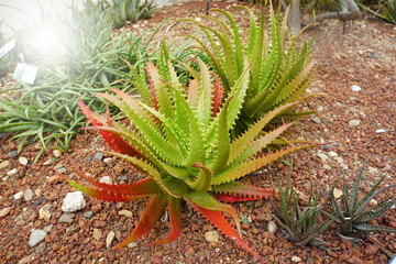 Aloe dorotheae or Sunset Aloe is an eye-catching succulent that forms rosettes of shiny,...