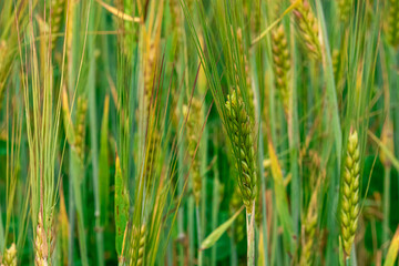 Obraz premium grass background