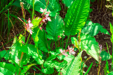 leaves in the garden