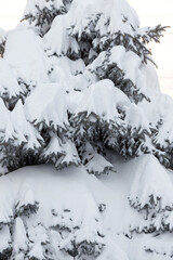 Winter snowy pine Christmas tree scene. Fir branches covered with hoar frost Wonderland. Winter is coming New year. Calm blurry snow flakes winter background with copy space.