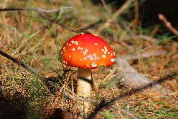 red toadstool in the forest on forest litter © Paulina