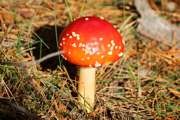 red toadstool in the forest on forest litter