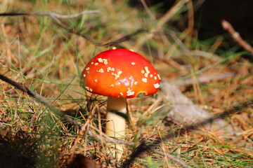 red toadstool in the forest on forest litter © Paulina