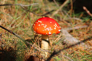 red toadstool in the forest on forest litter © Paulina