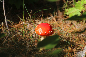 red toadstool in the forest on forest litter © Paulina