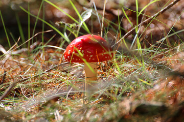 red toadstool in the forest on forest litter © Paulina