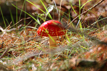 red toadstool in the forest on forest litter © Paulina