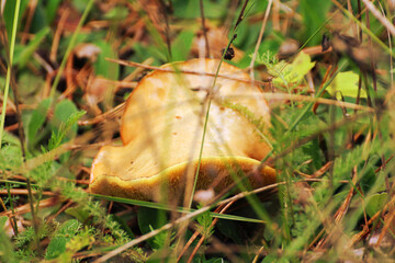 a large mushroom growing in the grass at the edge of the forest