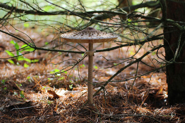 Kite mushroom in the forest