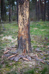 
Pine with broken bark in the forest