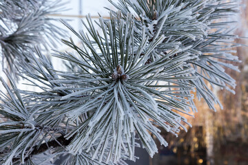 Pine branch covered with hoarfrost. Winter snowy pine Christmas scene. Fir branches are covered with frost wonders. calm blurry snow flakes winter time background with copy space. In winter. New Year