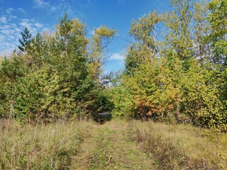 autumn landscape with yellowing foliage of trees against the blue sky on a sunny day