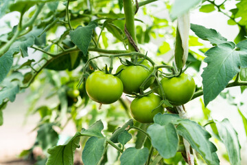 green tomatoes grow in the greenhouse, harvest