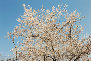 Branch covered with hoarfrost. Winter snowy Christmas scene. branches are covered with frost wonders. calm blurry snow flakes winter time background with copy space. In winter. New Year
