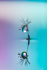 Dandelion seed covered in water drops © beataaldridge
