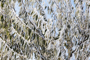 Branch covered with hoarfrost. Winter snowy Christmas scene. branches are covered with frost wonders. calm blurry snow flakes winter time background with copy space. In winter. New Year