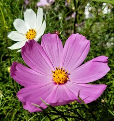 Obraz premium pink cosmos flower