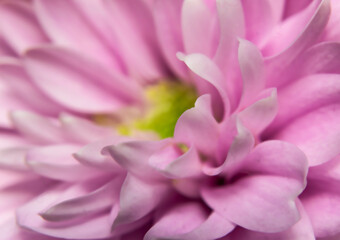 Soft Pink Petals