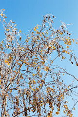 Branch covered with hoarfrost. Winter snowy Christmas scene. branches are covered with frost wonders. calm blurry snow flakes winter time background with copy space. In winter. New Year