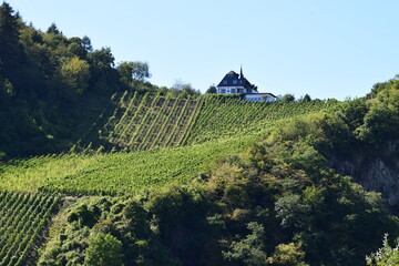 Weinberge an der Mosel, Steillagen in unterschiedlicher Steigung
