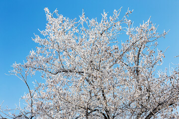 Obraz premium Branch covered with hoarfrost. Winter snowy Christmas scene. branches are covered with frost wonders. calm blurry snow flakes winter time background with copy space. In winter. New Year