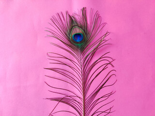 One elegant peacock feather isolated on pink background. Copy space