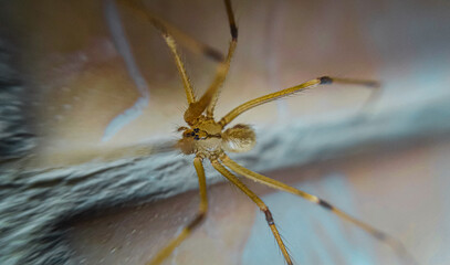 An unexpected guest in the house; Spider