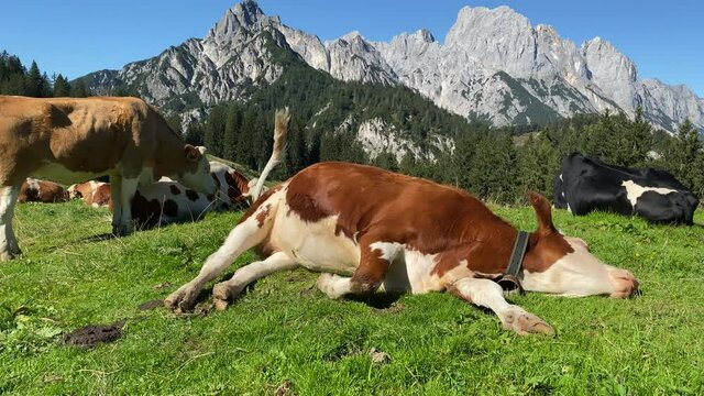 K&uuml;he auf der Alm