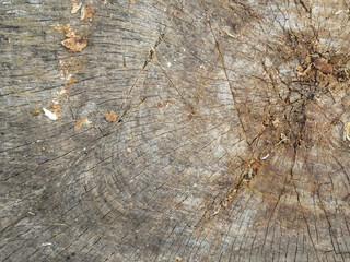 Top view of a tree stump isolated on white background