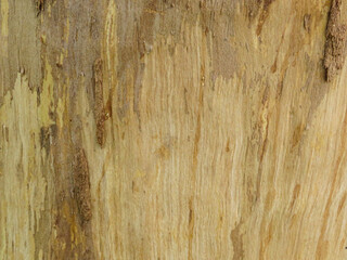 Naklejka premium Top view of a tree stump isolated on white background