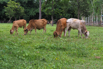 Fototapeta na wymiar A skinny cow is eating grass.