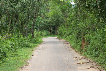 Fototapeta premium path in the forest