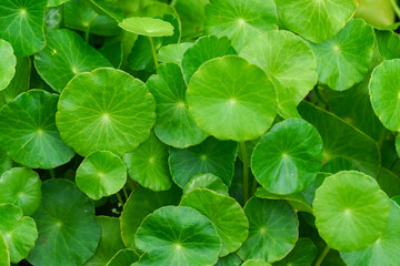 Asiatic or fresh green gotu kola leaves are scientifically named Centella asiatica.