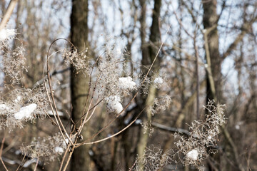 Winter background Snow-covered bushes in winter forest. Branch with loose snow in focus on blurred forest background. Leaves on bushes in snow. Snow covered bushes, branches in snow, snow on branches.