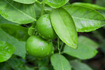 Fresh green lemons are sour from Thailand and have water droplets on them.