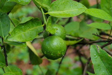 Fresh green lemons from Thailand attached to the branches and droplets are attached to the close-up view. The blurry part is not clear. Made to make the subject stand out.