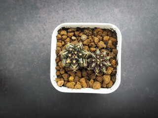 Small cactus in mini pot