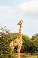 Giraffe at Kruger National Park, South Africa. 