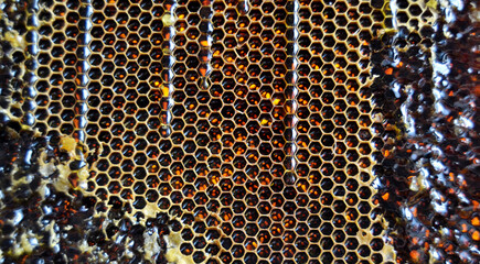 Drop of bee honey drip from hexagonal honeycombs