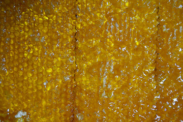 Drop of bee honey drip from hexagonal honeycombs