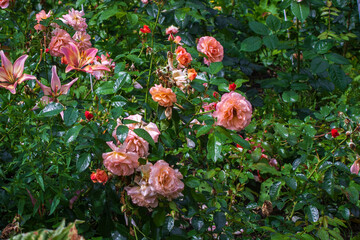 Bush of beautiful pink roses in the garden in summer