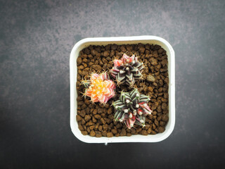 Small cactus in mini pot