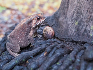 Toad, the scientific name is Duttaphrynus melanostictus. Walking on the roots of trees View from the side The unclear part is to make the subject stand out.