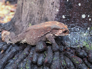Toad, the scientific name is Duttaphrynus melanostictus. Walking on the roots of trees View from the side The unclear part is to make the subject stand out.