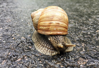 Small garden snail in shell crawling on wet road, slug hurry home