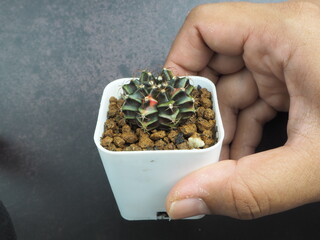 Small cactus in mini pot