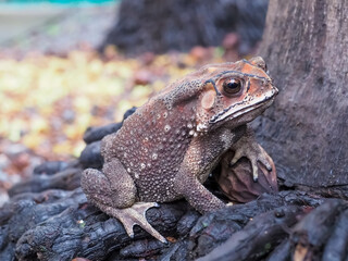 Toad, the scientific name is Duttaphrynus melanostictus. Walking on the roots of trees View from...