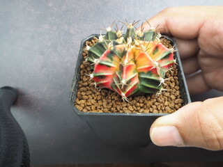 cactus in a hand