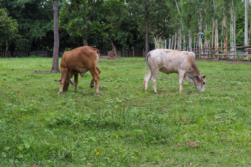 White cows and brown cows are eating grass.